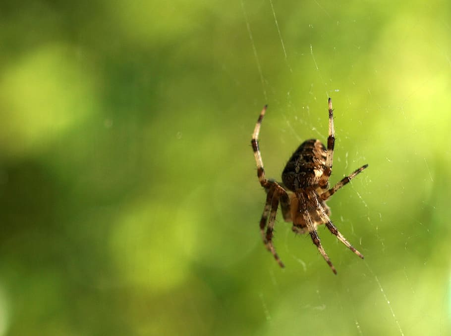 spider, insect, nature, web, arachnid, invertebrate, arthropod HD wallpaper