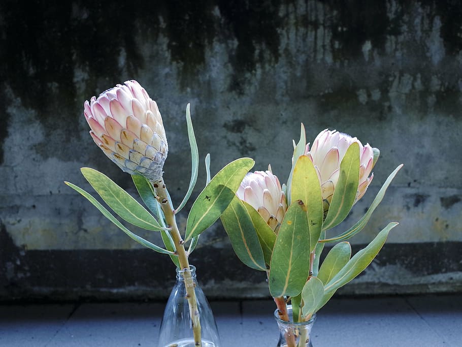 flower, plant, green, king protea, flowering, in full bloom, HD wallpaper
