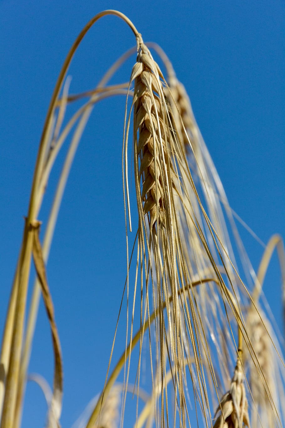 Spike, Grain, Cereals, Field, Nature, summer, harvest, cornfield HD wallpaper
