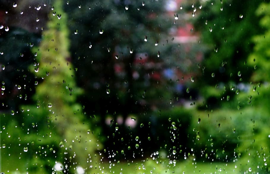 rain, drip, window, tree, water, drop, nature, wet, no people HD wallpaper