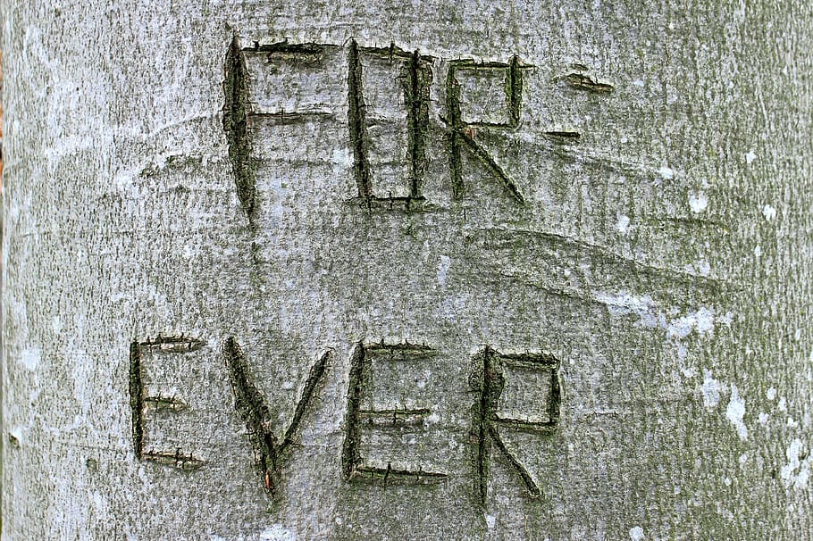tree, carved, name, symbol, engraved, eingeritzter tree, tree bark HD wallpaper