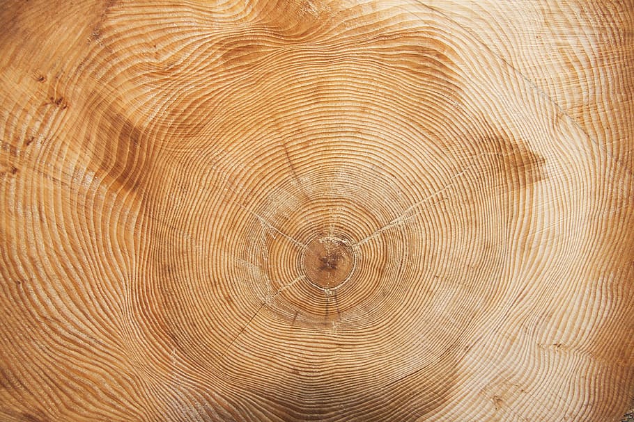 closeup photo of wood slab, tree, year, annual rings, wood ring, HD wallpaper