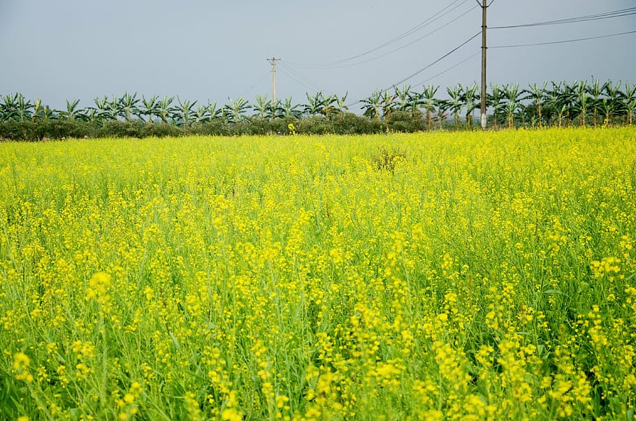 flower, reform, gold, yellow, agriculture, field, landscape