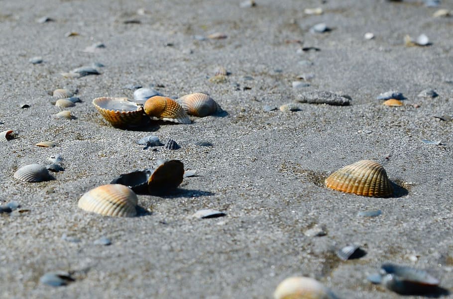 shell, beach, sand, sea, summer, vacation, travel, holiday HD wallpaper