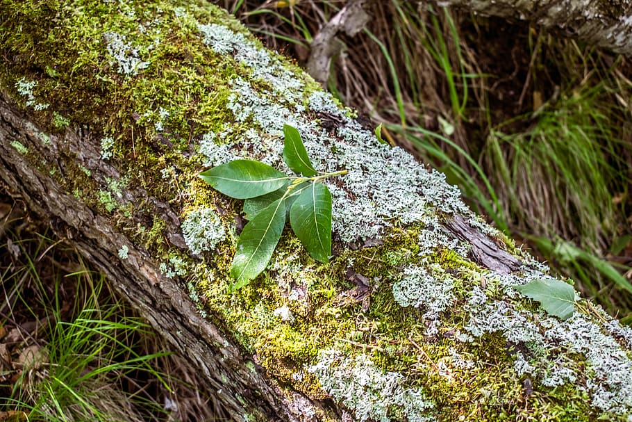 moss, nature, wood, tree, sheet, environment, plant, growth HD wallpaper