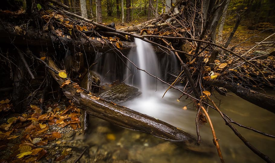 stream, water, green, trees, plant, wood, nature, leaf, fall HD wallpaper