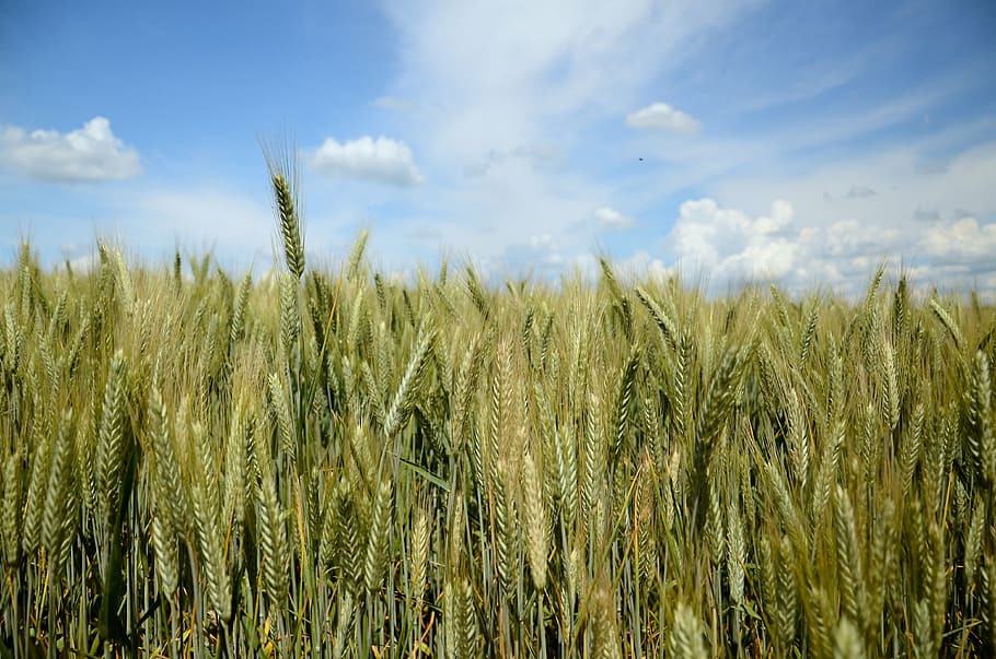 wheat, rye, triticale, field, corn, harvest, village, field crops HD wallpaper