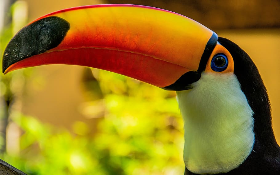 toucans, bird, animal themes, one animal, animal wildlife, animals in the wild HD wallpaper