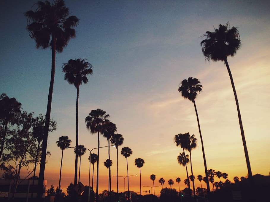 palm trees, sunset, sky, streets, plant, beauty in nature, growth HD wallpaper