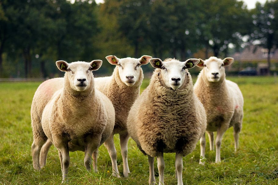 four lambs on ground, four white sheep on green field, tree, forest HD wallpaper