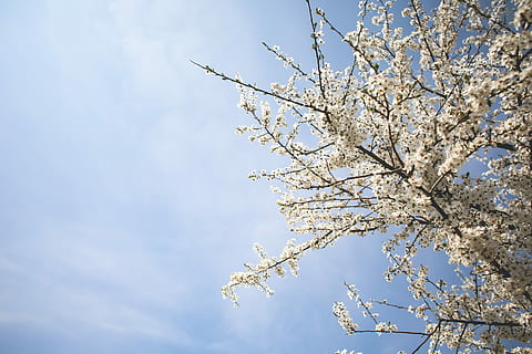 Apple-Tree and Blue Sky, blooms, clouds, flowers, nature, room for text HD wallpaper