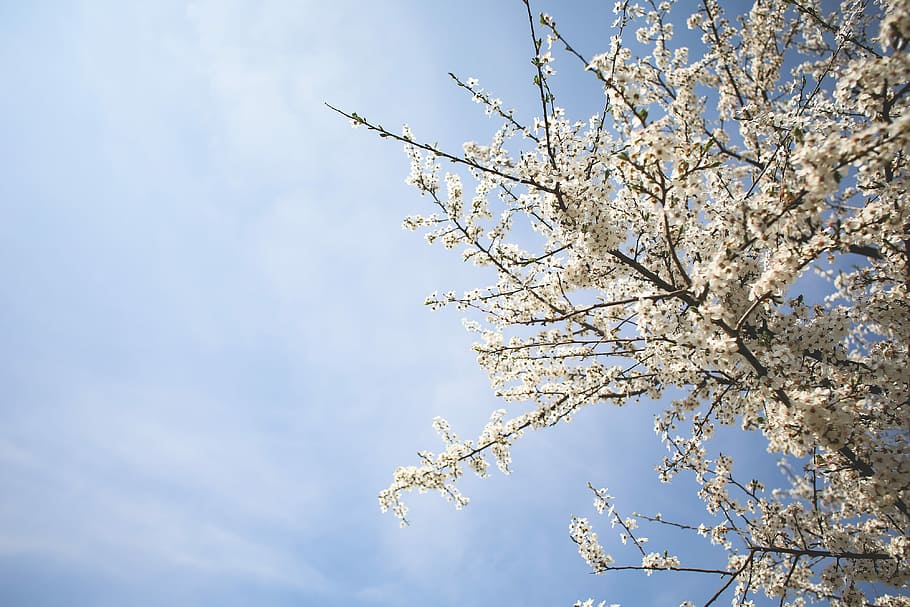 Apple-Tree and Blue Sky, blooms, clouds, flowers, nature, room for text HD wallpaper