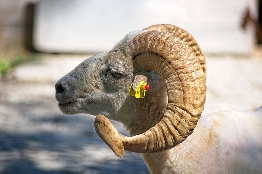 HD wallpaper: horned, aries, bock, sheep, ram, livestock, horns, mammal,  animal world | Wallpaper Flare