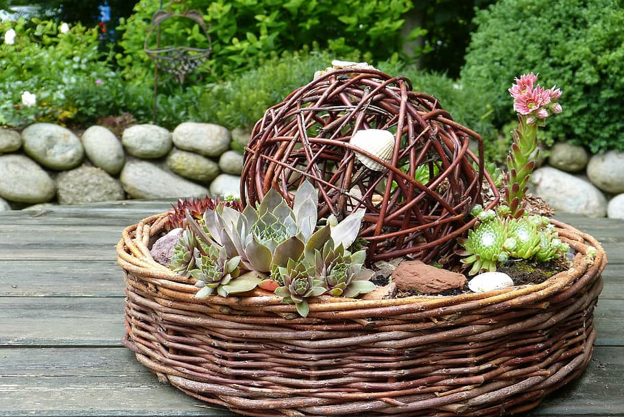 garden, deco, shell, wood, pasture, basket, plant, decoration HD wallpaper