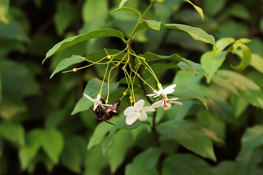 nature, bee, leaf, smell, jasmine, green, plant, growth, plant part HD wallpaper