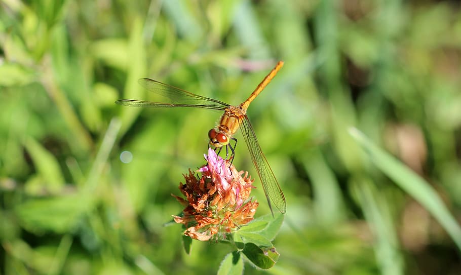 Dragonfly, Wings, Insect, Nature, macro, plant, one animal HD wallpaper
