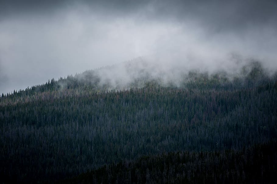 forest tree field covered with fog, photo of mountain and trees with smoke at daytime HD wallpaper