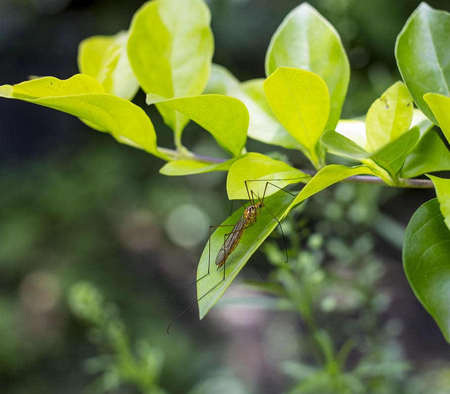 mosquito, insect, macro, young, nature, leaf, plant part, invertebrate HD wallpaper