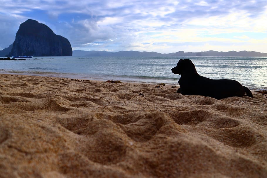 Dog, Beach, Sand, Water, Island, philippines, sea, cloud - sky, HD wallpaper