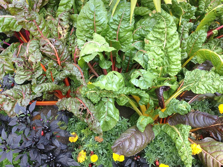plants, vegetables, garden, green color, growth, leaf, food and drink HD wallpaper