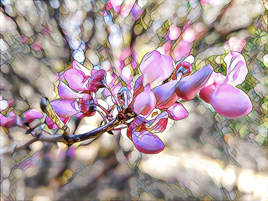 Redbud, Flower, Stylized, Pink, art, california, plant, spring HD wallpaper
