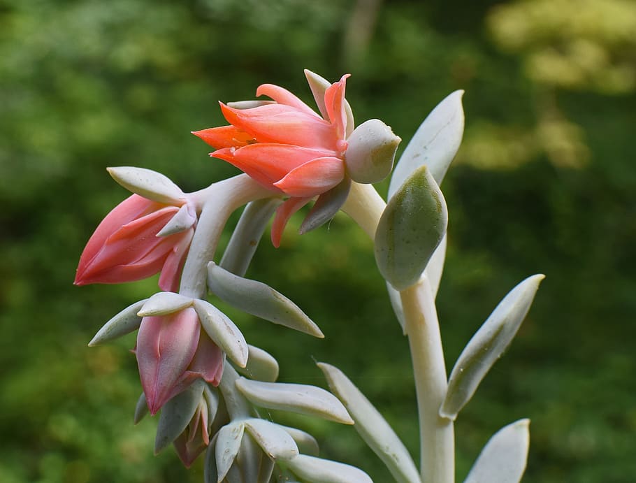 Echeveria 1080P, 2K, 4K, 5K HD wallpapers free download | Wallpaper Flare