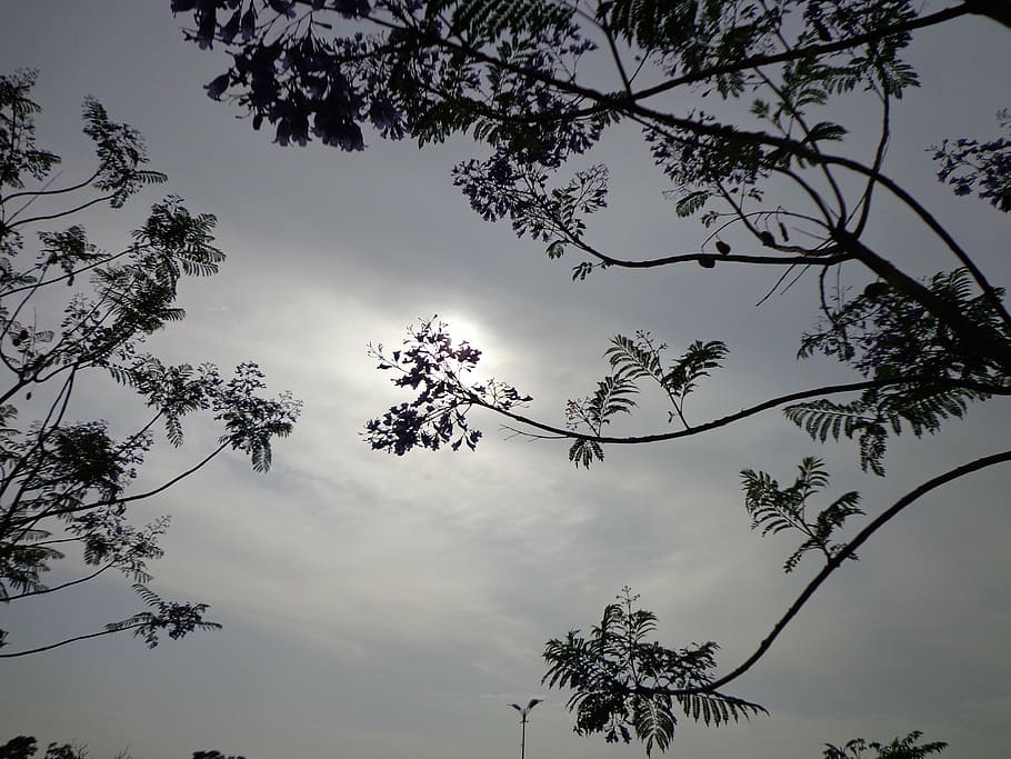 sun, sunshine, trees, branches, sky, clouds, outdoors, scenic HD wallpaper