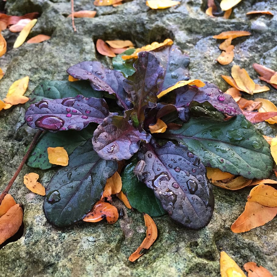 Leaves rock