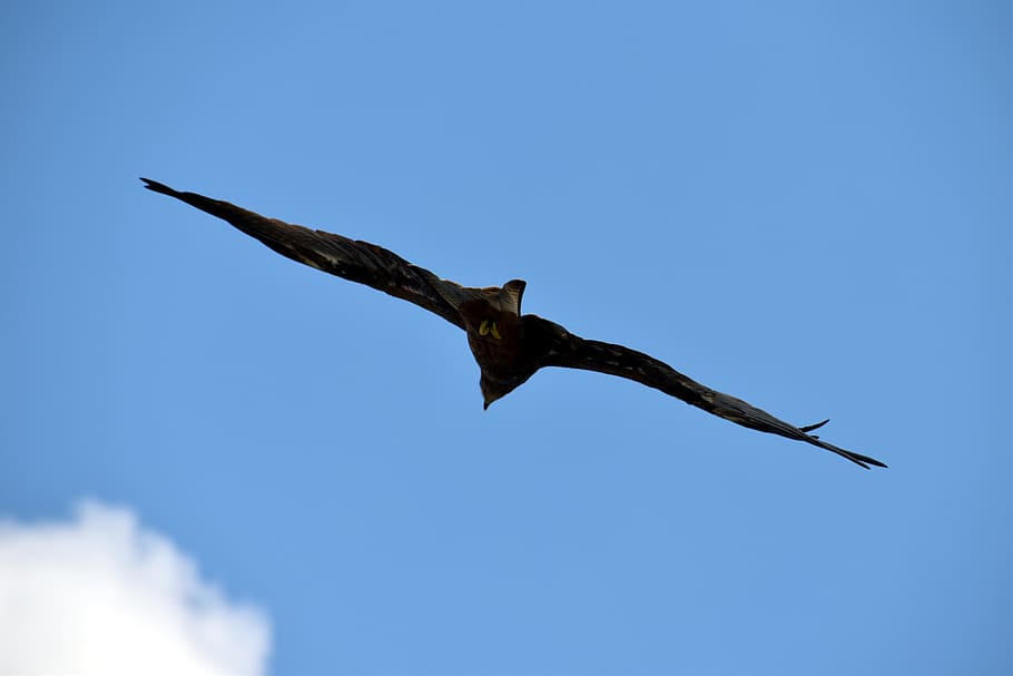 black kite, flying, predator, bird flight, soaring high, animal themes HD wallpaper