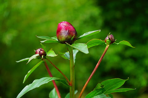 peony, bud, red, flora, blossom, bloom, flower, ornamental plant HD wallpaper