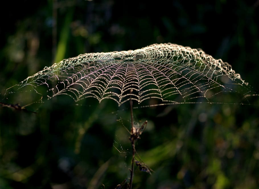 selective focus photography of spider web, umbrella, drops HD wallpaper