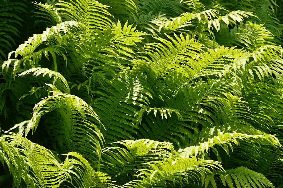 green fern plant, ferns, green stuff, sunbeam, fruitful, lush