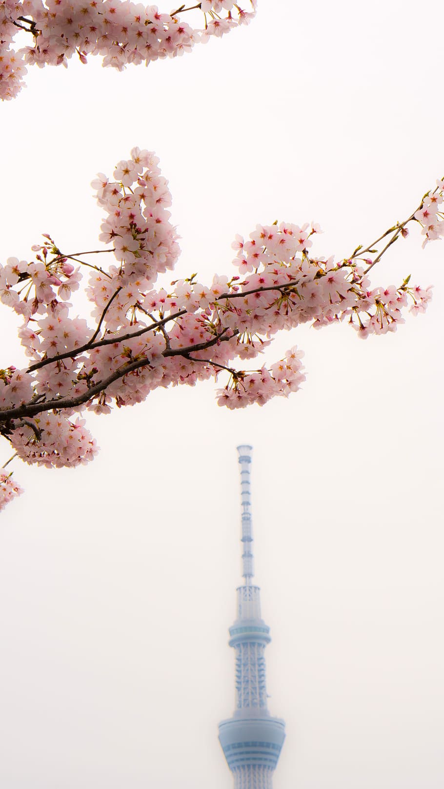 Skytree, Cherry Blossoms, Asakusa, Japan, flower, cherry tree, HD wallpaper