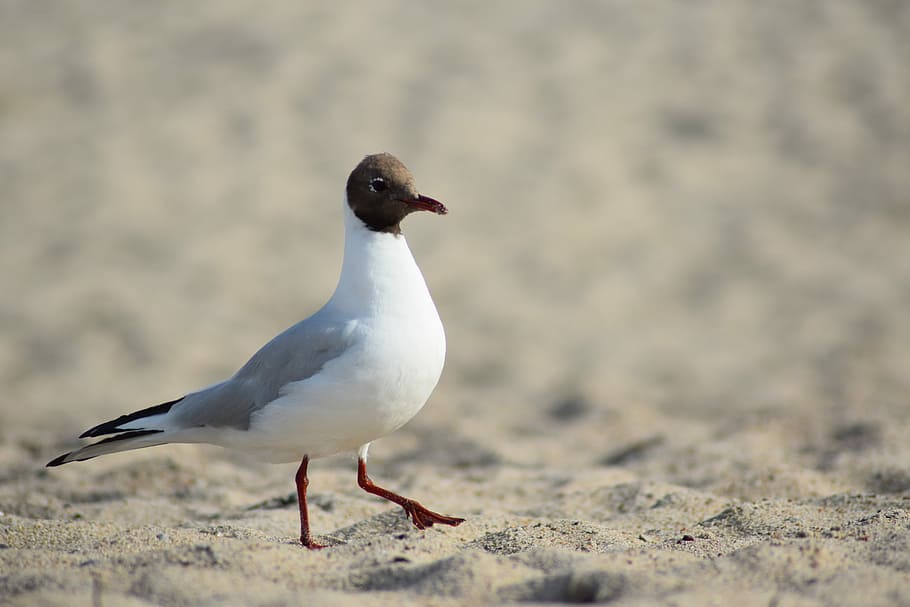 white and gray pigeon on sand, bird, gull, beach, feathers HD wallpaper