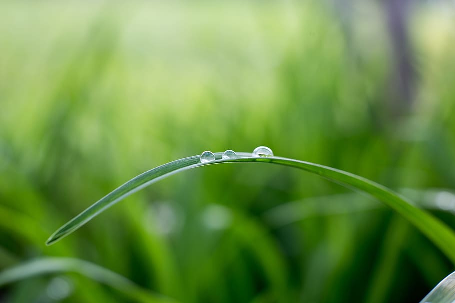 shallow focus photography of grass leaf, waterdrops, droplet HD wallpaper