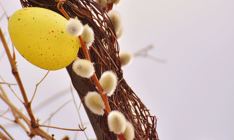 Pussy Willow, Willow, Spring, Easter Egg, color, colorful, easter greeting HD wallpaper