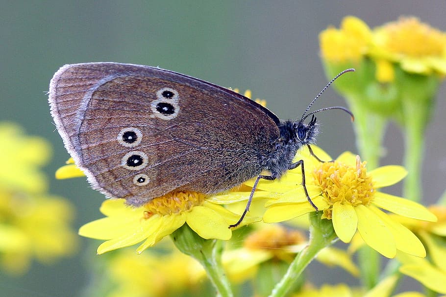 Butterfly, Close, Mac, Insect, Nature, wing, antennae, summer HD wallpaper