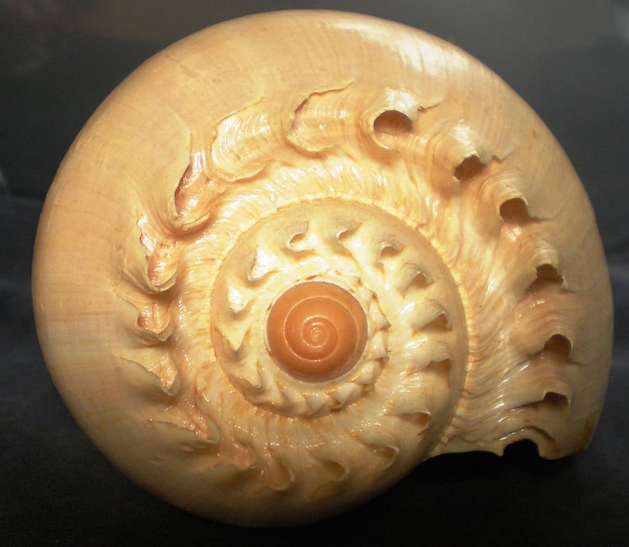 shell, spiral, creature, indoors, close-up, no people, pattern HD wallpaper
