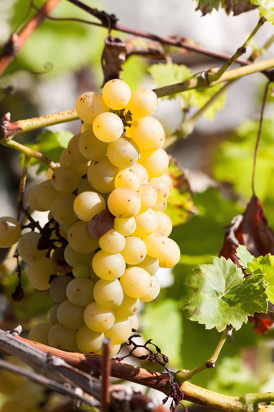 grapes, wine, yellow, leaf, fruit, fruits, wine harvest, plant HD wallpaper