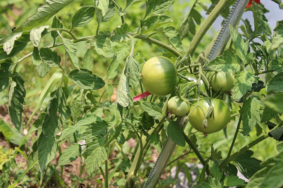 tomato, fruit, food and drink, healthy eating, green color HD wallpaper