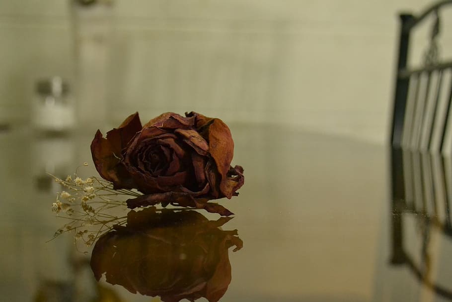 rosa, romantic, love, flower, flowering plant, rose - flower HD wallpaper