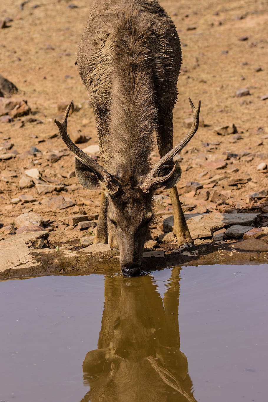 india, ranthambore, national park, samba deer, drink, mirroring, HD wallpaper