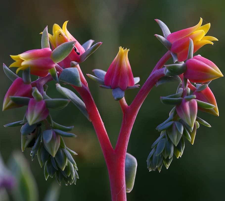 nature, flower, succulent, candy, flowering plant, beauty in nature HD wallpaper