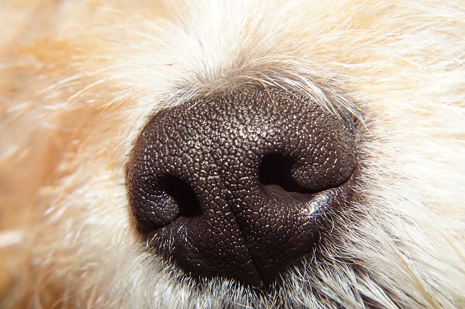why do dogs flare their nostrils
