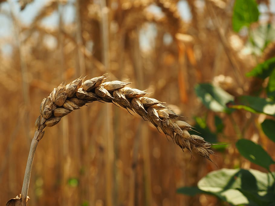 ear, wheat, cereals, grain, field, wheat field, cornfield, plant HD wallpaper