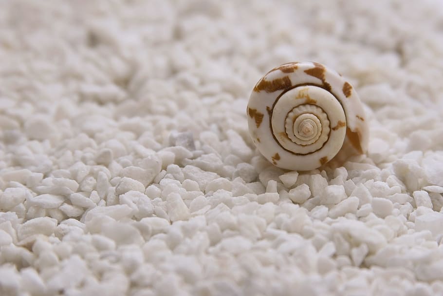 white and brown seashell on white textile, mussels, seashells