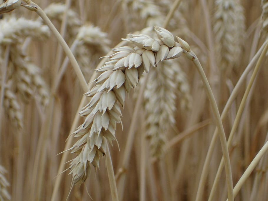 Ear, Wheat, Cereals, Grain, Field, wheat field, plant, food HD wallpaper