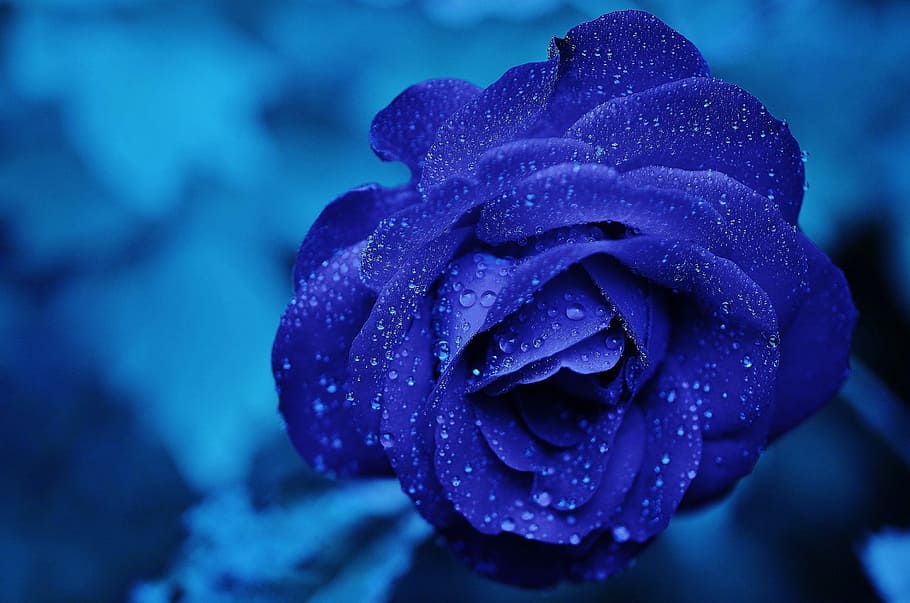 blue petaled flower, rose, rose blooms, roses, love, burgundy, HD wallpaper