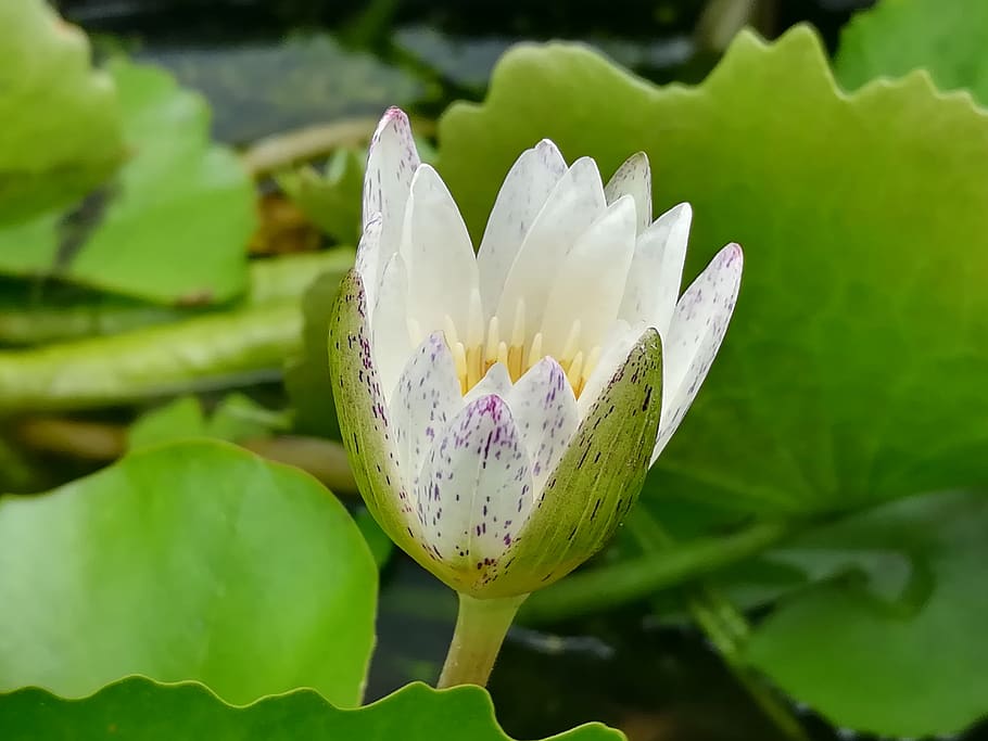 lotus, white, flower, flowering plant, vulnerability, growth HD wallpaper