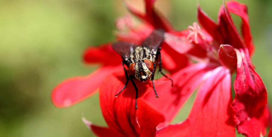 fly, macro, insect, head, flower, animal themes, one animal HD wallpaper